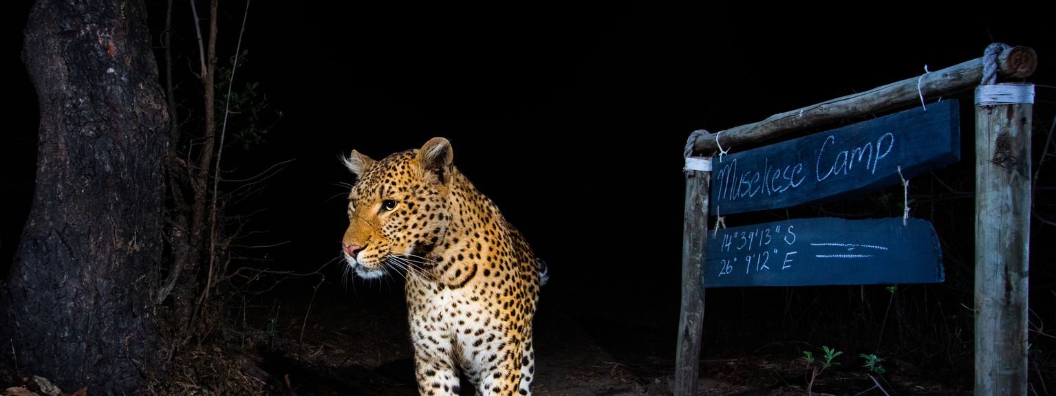 Musekese leopard at night next to camp sign