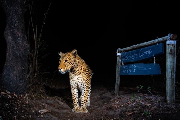 Musekese leopard at night next to camp sign