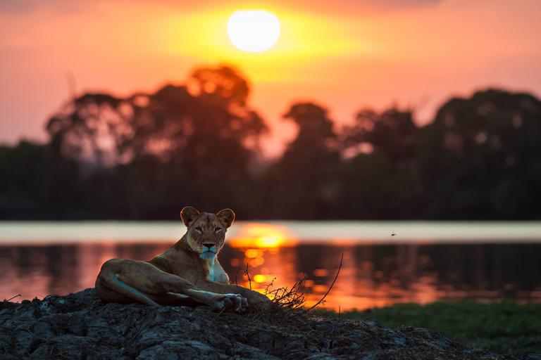 Musekese lion at river sunset
