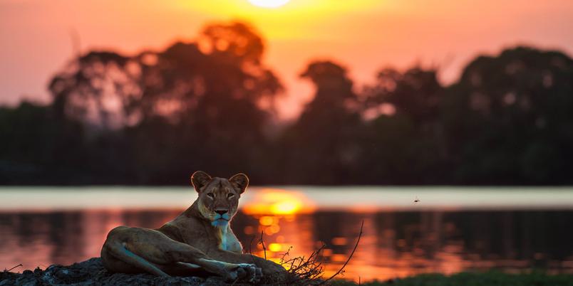 Musekese lion at river sunset