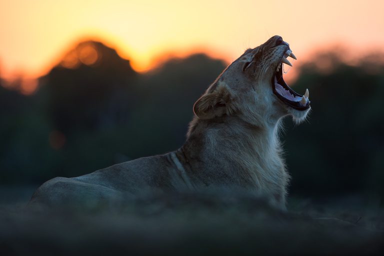 Musekese lion roaring