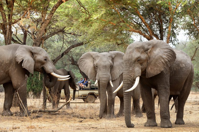 Potato Bush Camp game drive with elephants