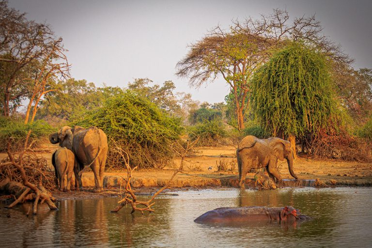 Royal Zambezi Lodge Elephant and Hippo at Waterhole