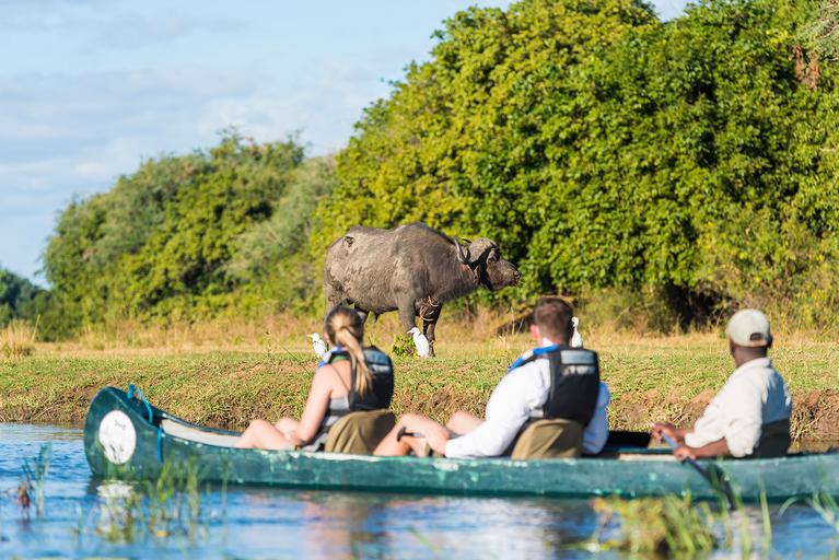 Royal Zambezi Lodge canoe trip with buffalo