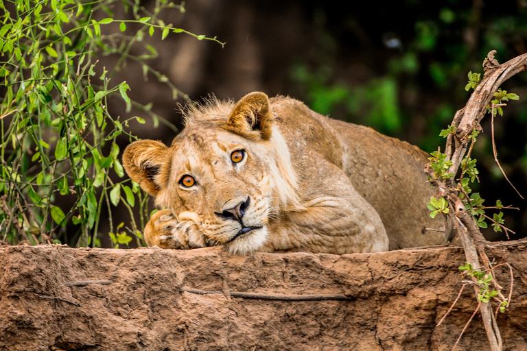 Royal Zambezi Lodge lion on riverbank