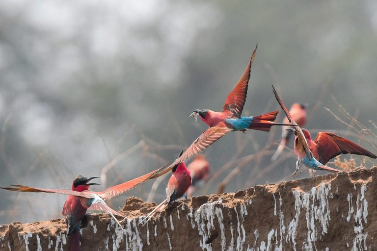 Royal zambezi Lodge Carmine Bee eaters