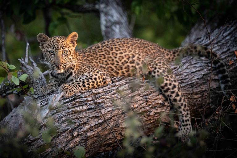 Shawa Luangwa leopard on branch