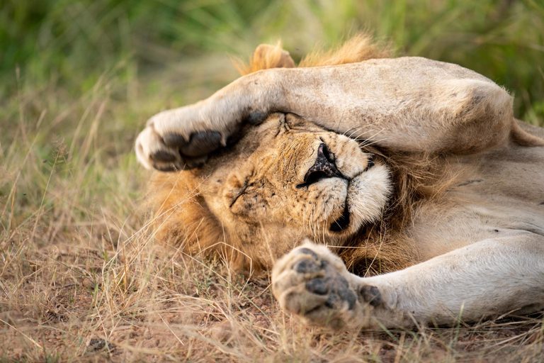 Shawa Luangwa lion covering face with paw
