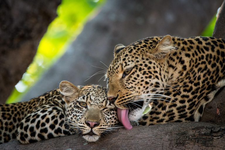 Tena Tena 2 leopard love
