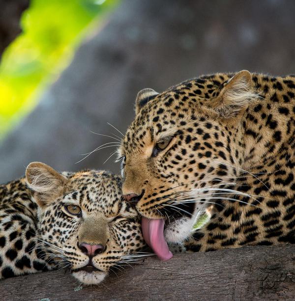 Tena Tena 2 leopards portrait