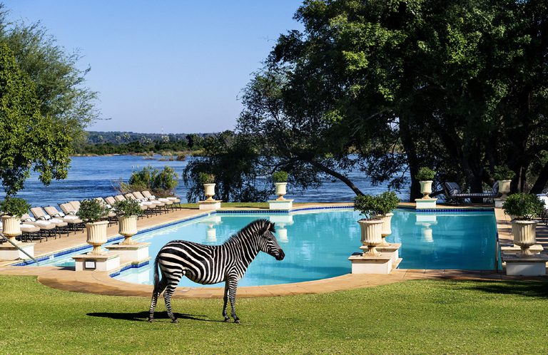 The Royal Livingstone Pool and Zebra