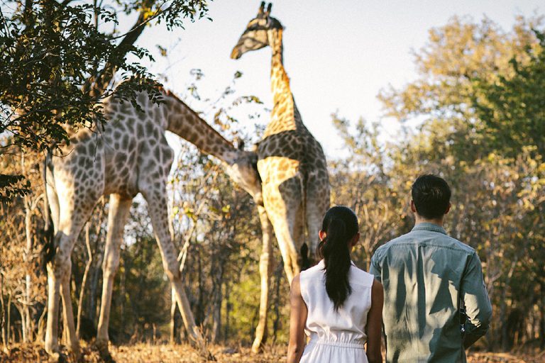 The Royal Livingstone Watching the Giraffes