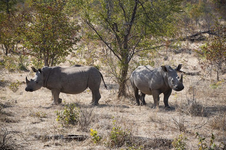 Thorntree River Lodge Rhino Experience
