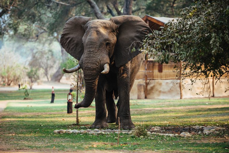 Time Tide Chongwe Camp Elephant