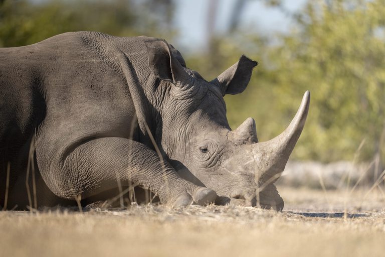 Tongabezi rhino walk experience