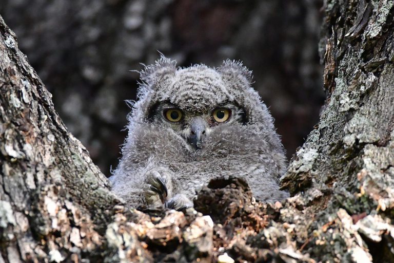 Waterberry Lodge Baby Owl