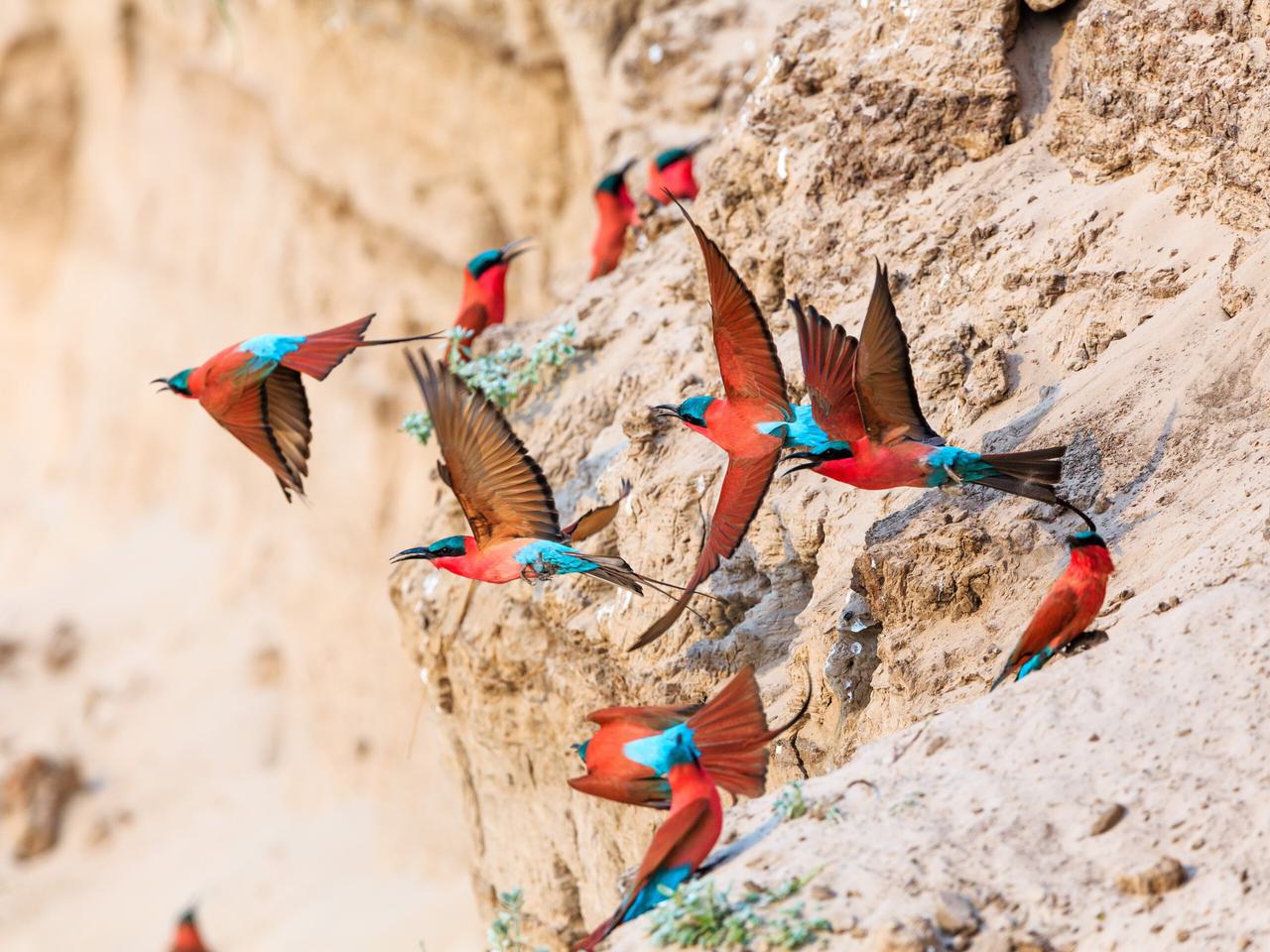 Carmine bee eater birds Itinerary Hero SS