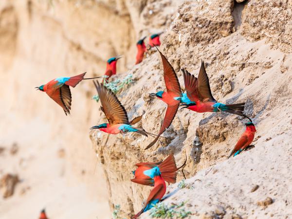 Carmine bee eater birds Itinerary Hero SS