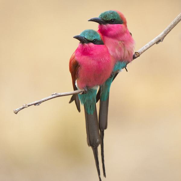 Carmine bee eater birds on branch SQUARE SS