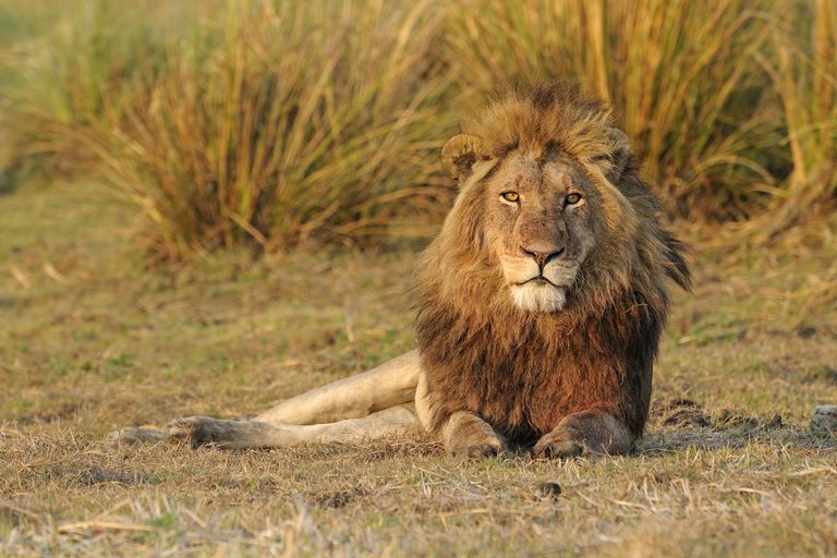 Kafue Lion SS