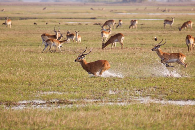 Lechwe in Kafue floodplains SS