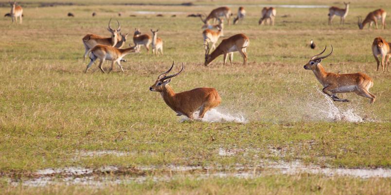 Lechwe in Kafue floodplains SS