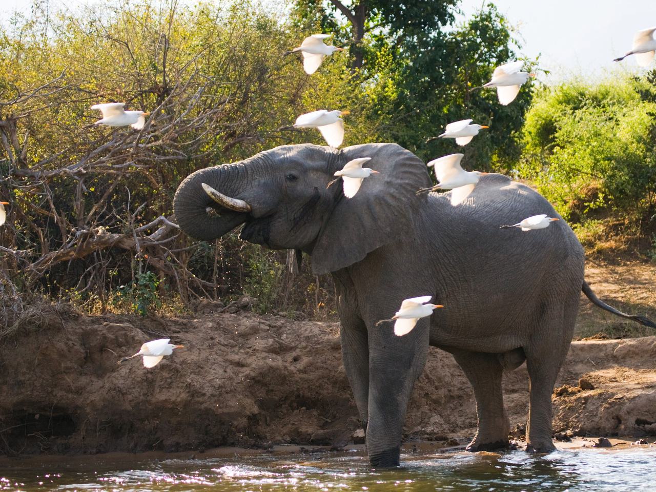 Lower Zambezi Elephant birds SS
