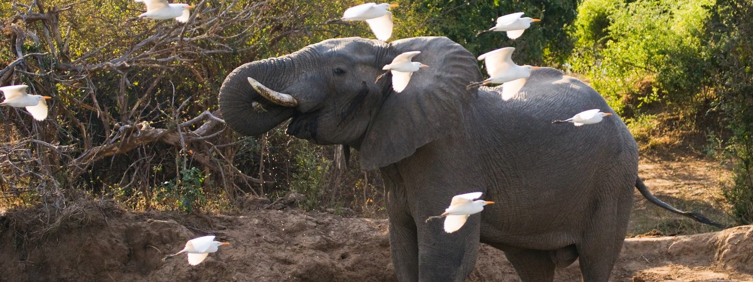 Lower Zambezi Elephant birds SS