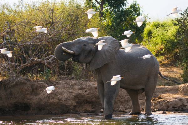 Lower Zambezi Elephant birds SS