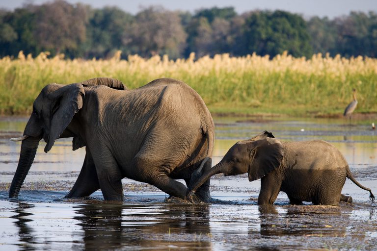 Mum and baby elephant in Zambezi river SS