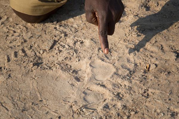 Mwaleshi Camp walking safari paw print
