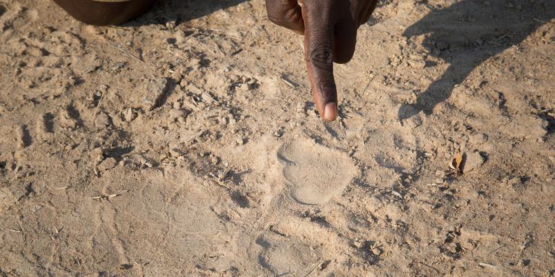 Mwaleshi Camp walking safari paw print