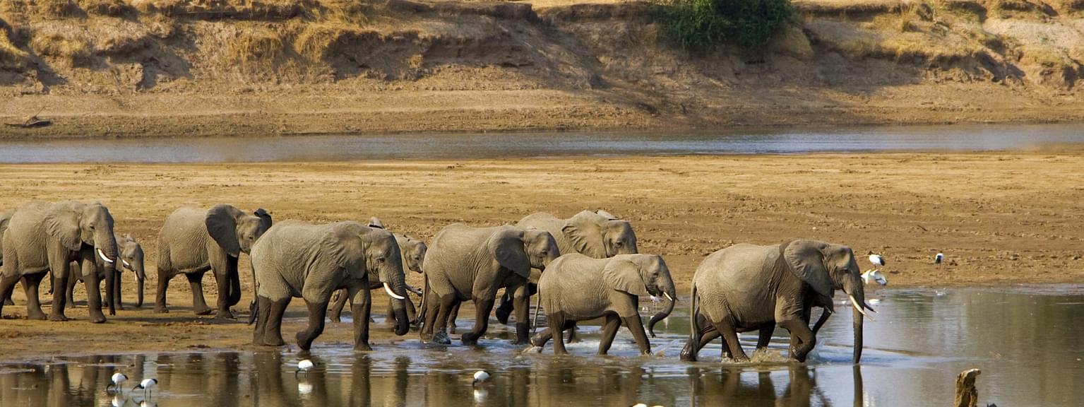 Elephants crossing river South Luangwa SS