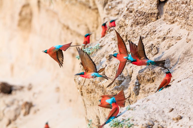 South Luangwa Carmine bee eater flock SS