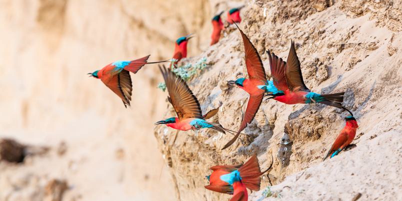 South Luangwa Carmine bee eater flock SS