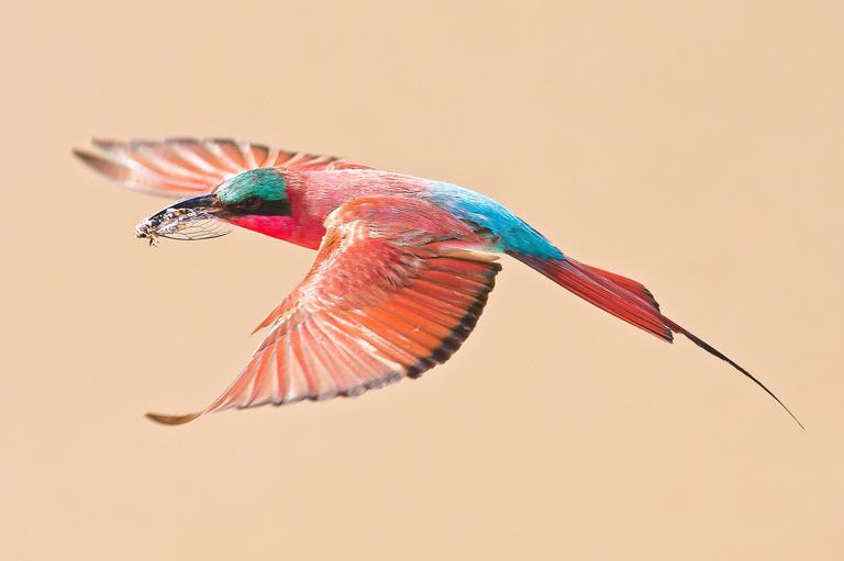 South Luangwa Carmine bee eater lone bird SS