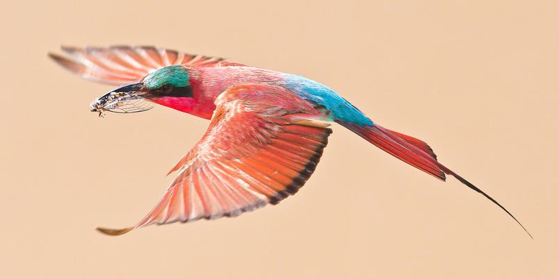 South Luangwa Carmine bee eater lone bird SS