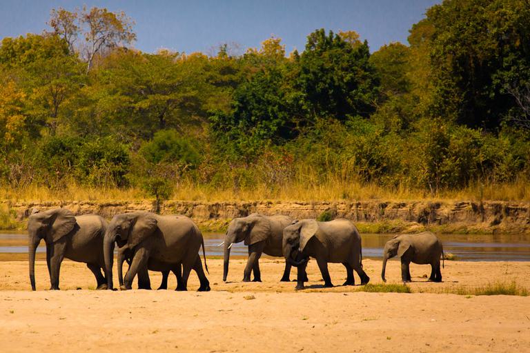 South Luangwa Elephants SS