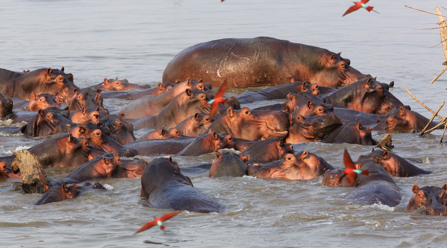 South Luangwa Hippos Carmine bee eater birds SS