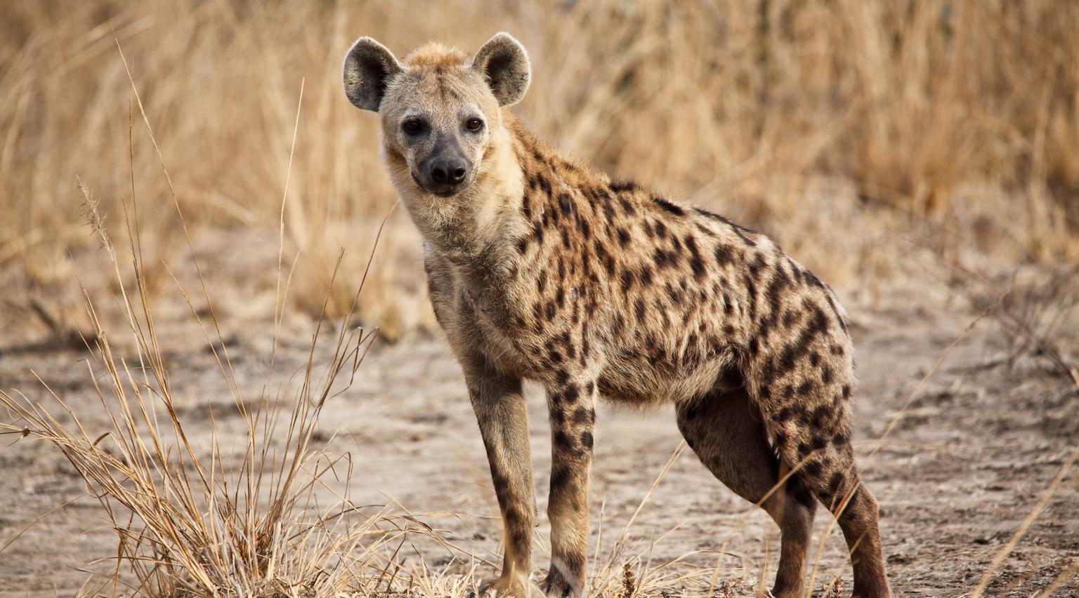 South Luangwa Hyena SS