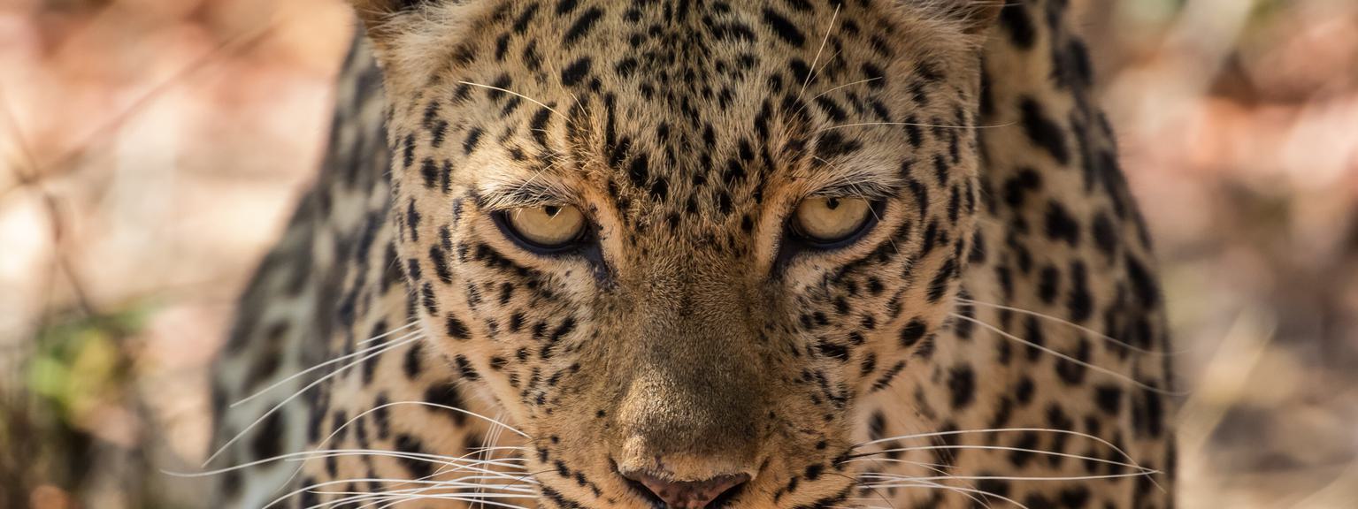 South Luangwa Leopard SS