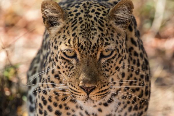 South Luangwa Leopard SS