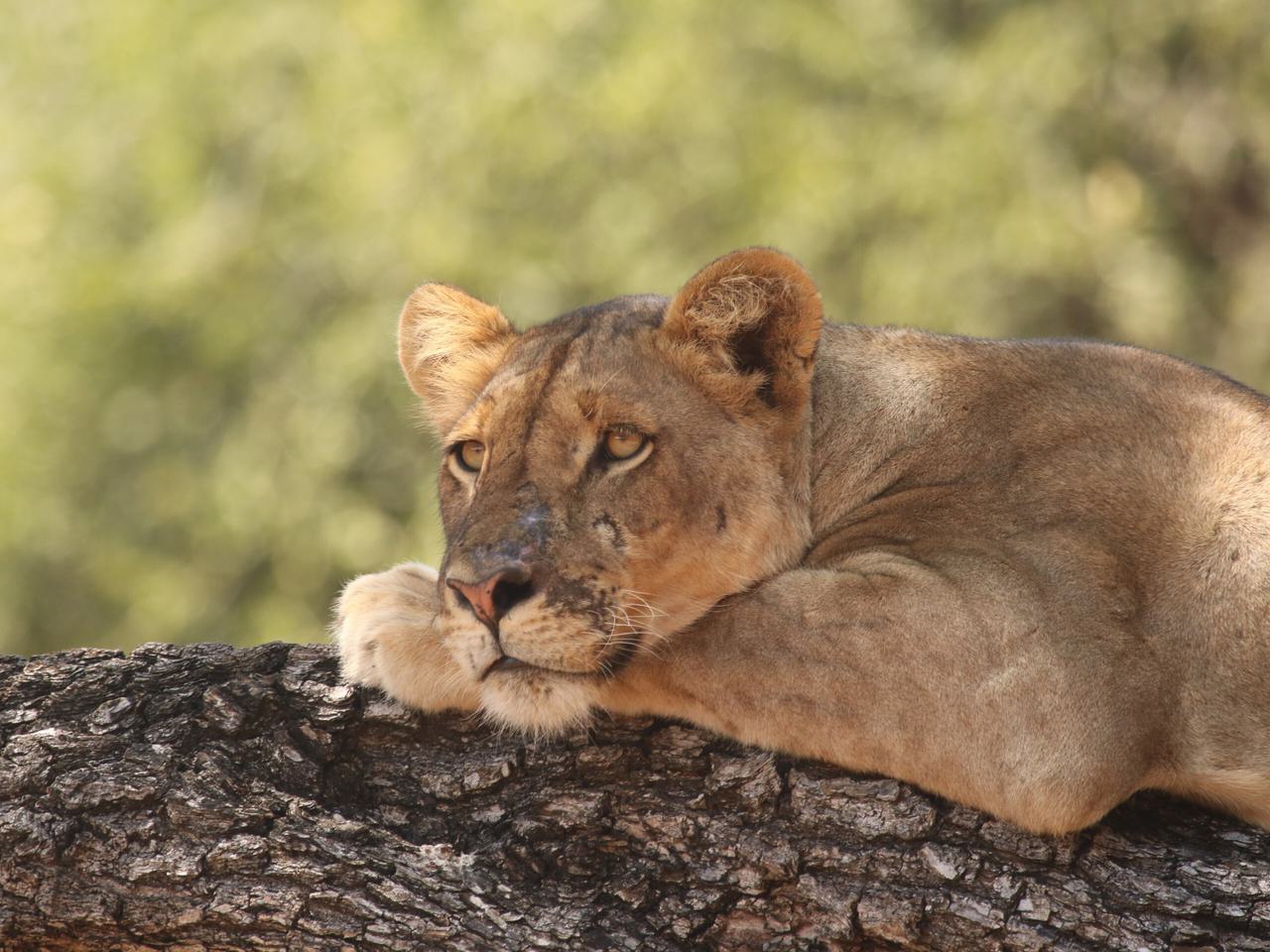 South Luangwa Lion Itinerary Hero SS