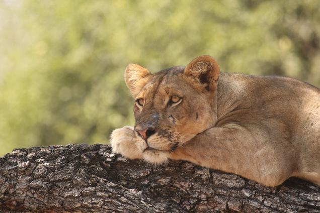 South Luangwa Lion SS