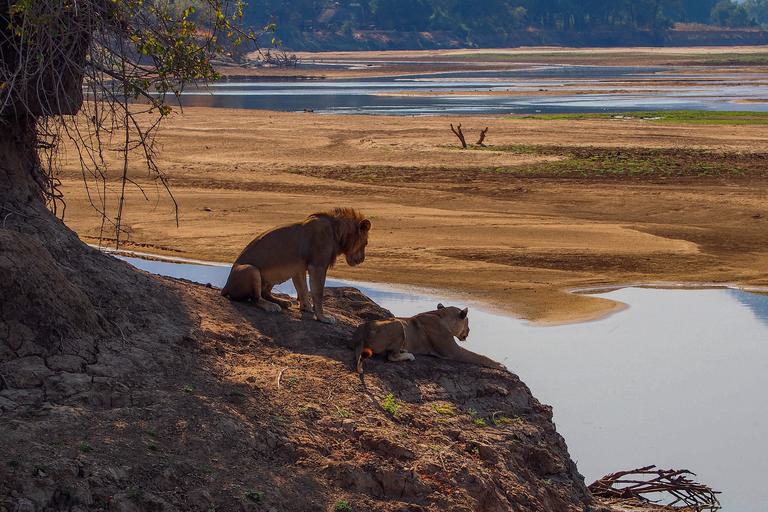 South Luangwa Lions looking down at water SS