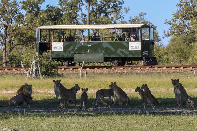 Elephant express train with lion pride in front Bomani Tented camp Hwange