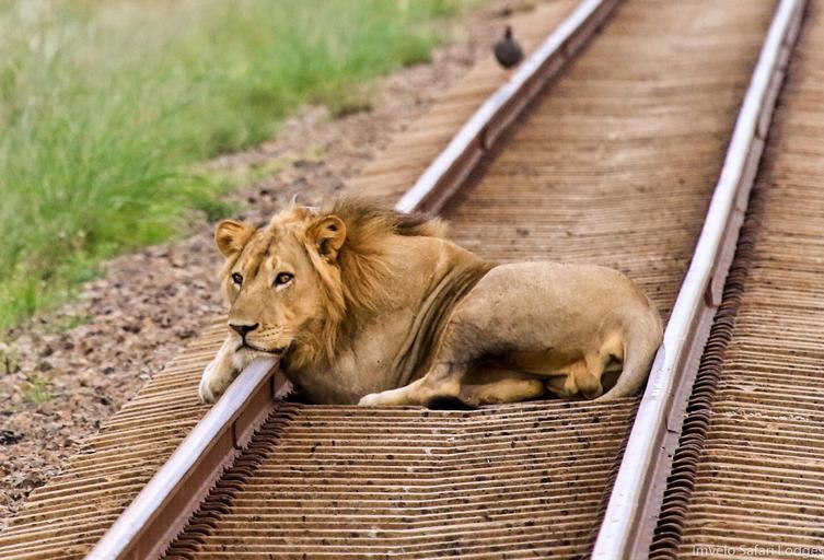 Lion resting on trainline Bomani Tented Camp Hwange