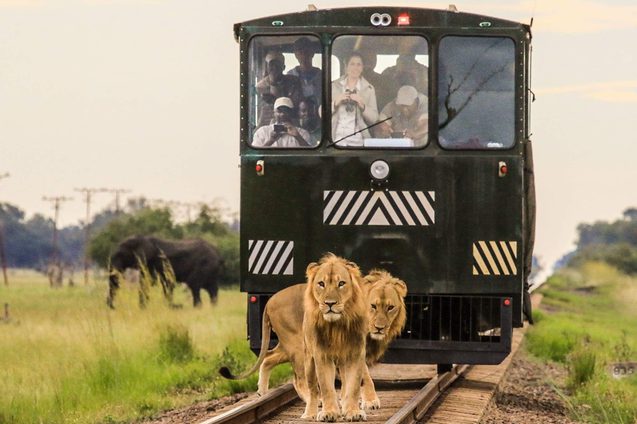Lions on track in front of elephant express train Bomani Tented Camp Hwange