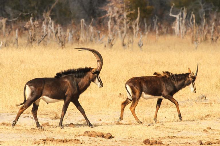 Sable Camelthorn Lodge Hwange