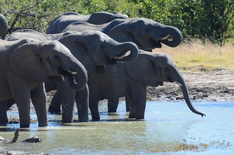 Elephant herd lined up at waterhole drinking Camp Hwange